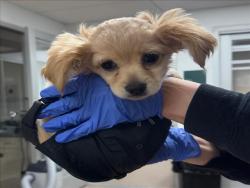 Shelter Stray Female Dog last seen , Los Angeles, CA 91405