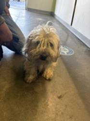 Shelter Stray Male Dog last seen , Los Angeles, CA 90047