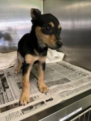 Shelter Stray Male Dog last seen , Los Angeles, CA 90047