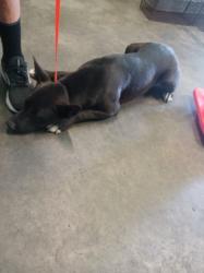Shelter Stray Male Dog last seen , Los Angeles, CA 90047