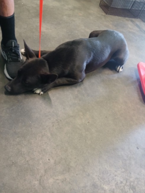 Shelter Stray Male Dog last seen , 1850 W 60th St, Los Angeles, CA 90047, USA
