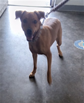 Shelter Stray Female Dog last seen , Los Angeles, CA 90047