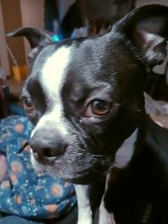Lost Male Dog last seen 5th st, Superior, WI 54880