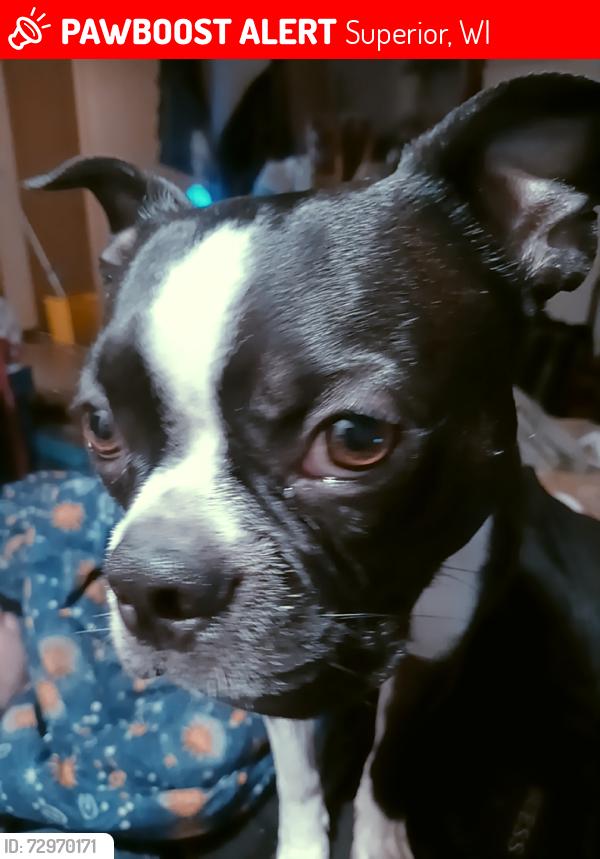 Lost Male Dog last seen 5th st, Superior, WI 54880