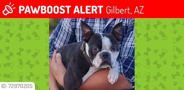 Lost Male Dog last seen Greenfield Rd and Baseline Rd, Gilbert, AZ 85234