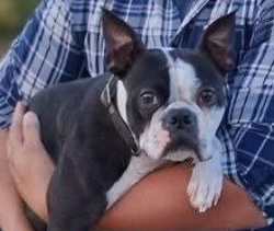 Lost Male Dog last seen Greenfield Rd and Baseline Rd, Gilbert, AZ 85234