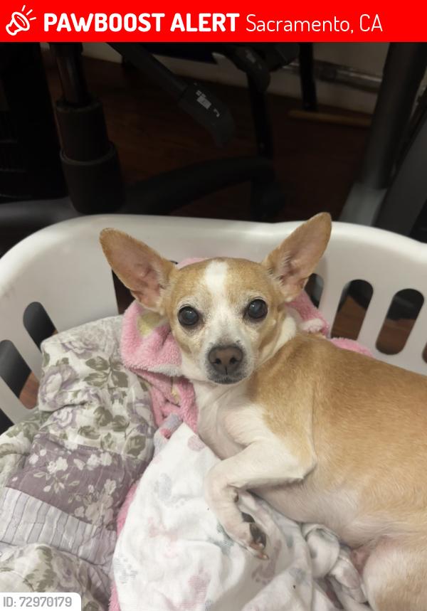 Lost Female Dog last seen Near vista ave, Sacramento, CA 95824