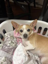 Lost Female Dog last seen Near vista ave, Sacramento, CA 95824