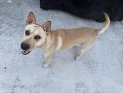 Found/Stray Female Dog last seen I-410 Access Rd and Jones Maltsberger Rd , San Antonio, TX 78216