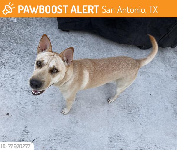 Found/Stray Female Dog last seen I-410 Access Rd and Jones Maltsberger Rd , San Antonio, TX 78216