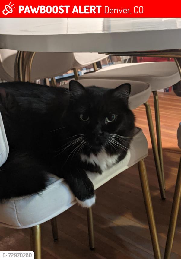 Lost Male Cat last seen Harvey Park 80219, Denver, CO 80219
