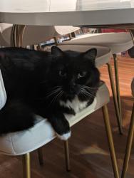 Lost Male Cat last seen Harvey Park 80219, Denver, CO 80219