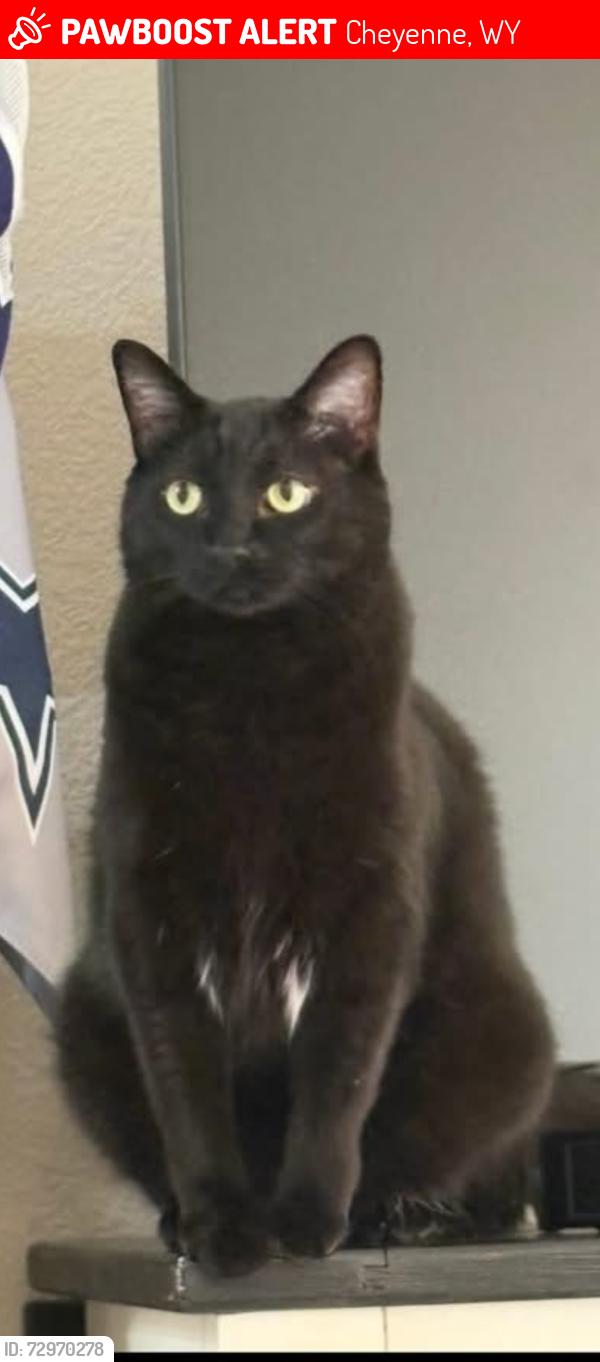 Lost Male Cat last seen Morris Ave , Teton St, Avenue C, E Fox Farm Rd, Cheyenne, WY 82007