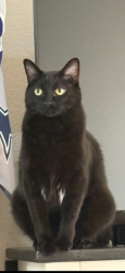 Lost Male Cat last seen Morris Ave , Teton St, Avenue C, E Fox Farm Rd, Cheyenne, WY 82007