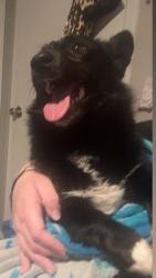 Found/Stray Female Dog last seen Bellaire, Benbrook, TX 76109