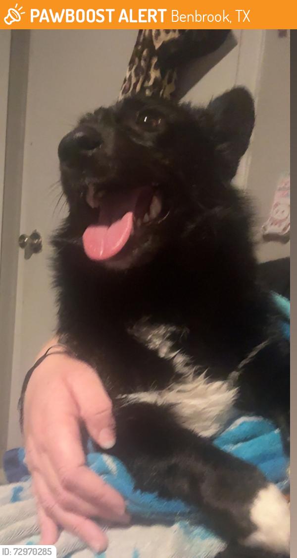 Found/Stray Female Dog last seen Bellaire, Benbrook, TX 76109