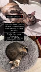 Lost Male Cat last seen Near Windsor Ave Lansdowne pa 19050, Lansdowne, PA 19050