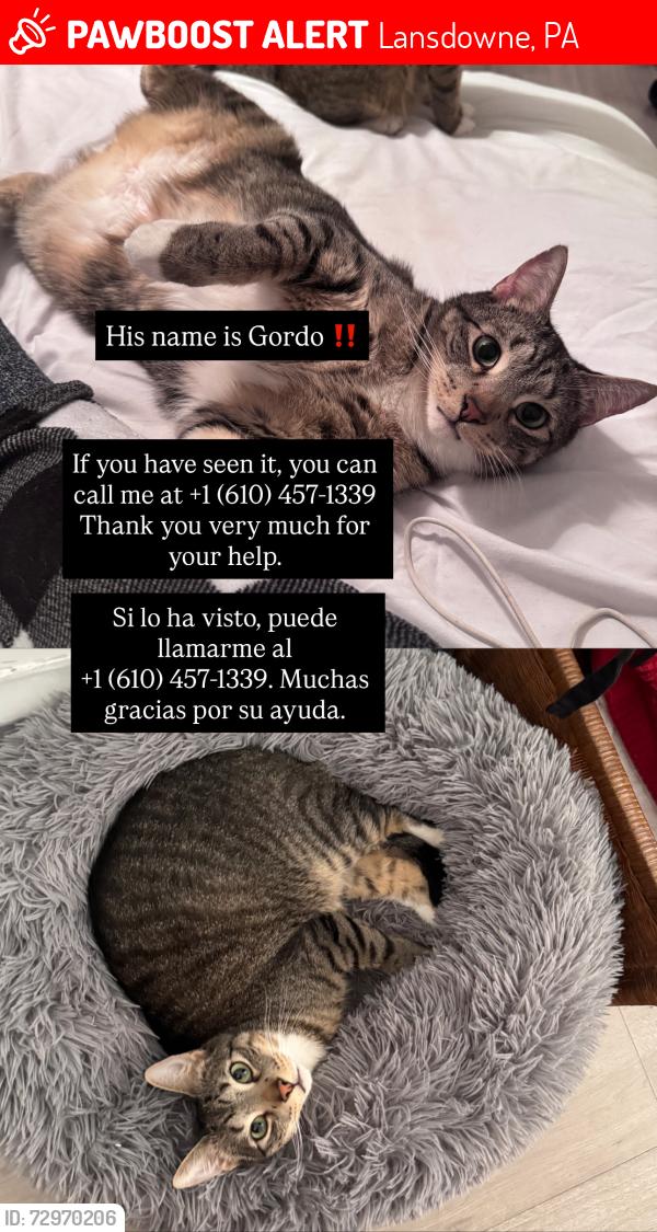 Lost Male Cat last seen Near Windsor Ave Lansdowne pa 19050, Lansdowne, PA 19050