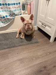 Lost Male Dog last seen Near sw 124th ave hmstd , Homestead, FL 33032