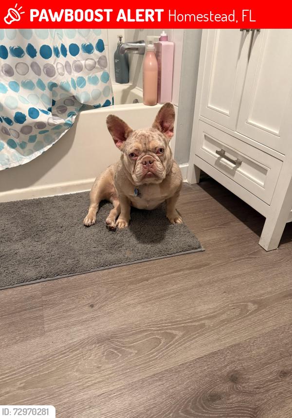 Lost Male Dog last seen Near sw 124th ave hmstd , Homestead, FL 33032