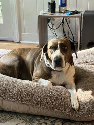 Reunited Female Dog last seen Near Lynn Ave and Kinnamon Rd, Winston-Salem, NC 27104