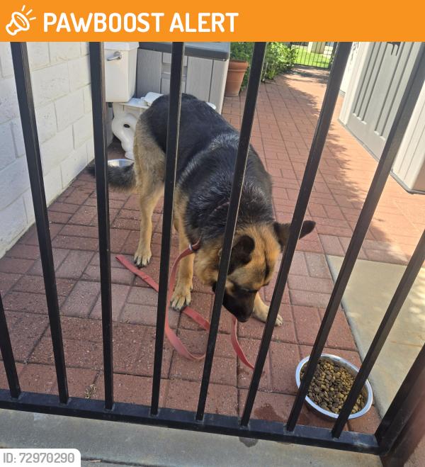 Found/Stray Female Dog last seen Almond and hillside , Rancho Cucamonga, CA 91737