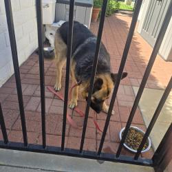 Found/Stray Female Dog last seen Almond and hillside , Rancho Cucamonga, CA 91737