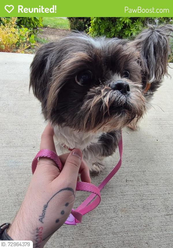 Reunited Male Dog last seen  Briggs Dr & Magnolia Dr, Olympia, WA 98501