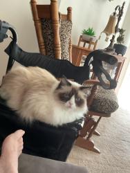 Lost Male Cat last seen East River dr and inson rd, De Pere, WI 54115