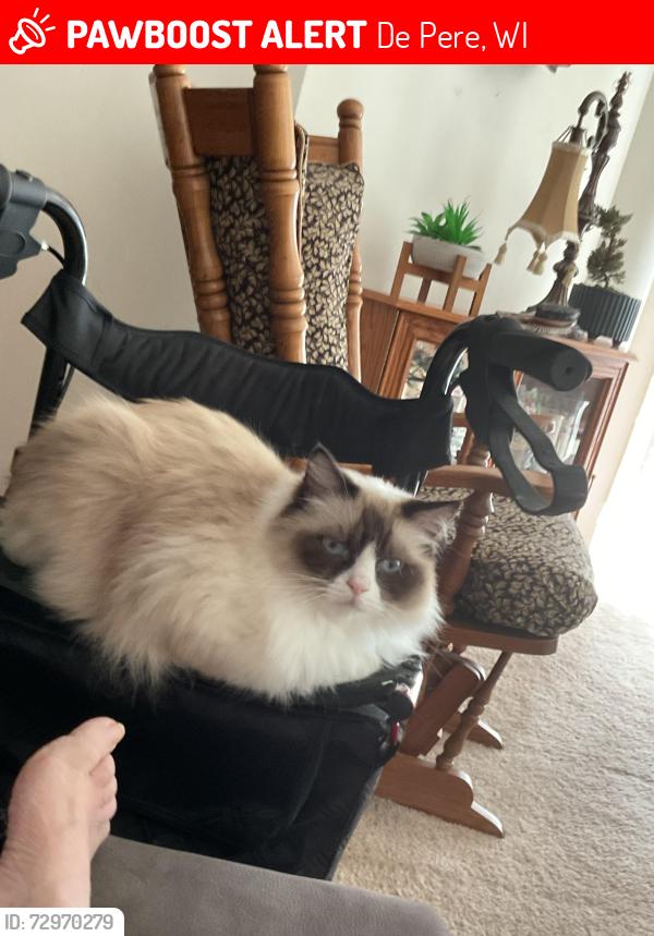 Lost Male Cat last seen East River dr and inson rd, De Pere, WI 54115