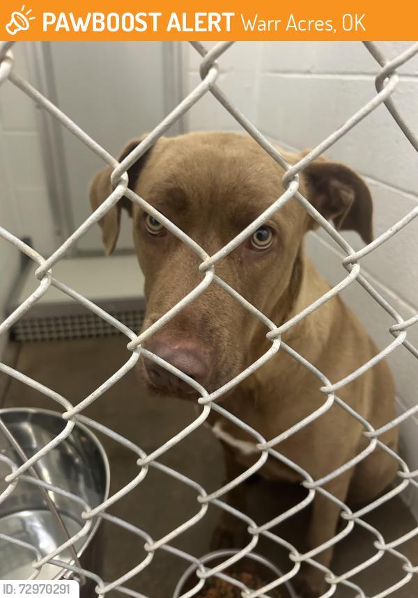 Found/Stray Female Dog last seen Near N Macarthur, Warr Acres, OK 73122