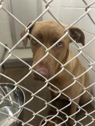 Found/Stray Female Dog last seen Near N Macarthur, Warr Acres, OK 73122