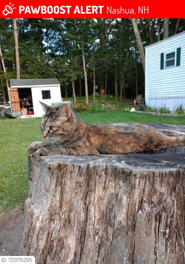 Lost Female Cat last seen Stanwood Drive, Nashua, NH 03063