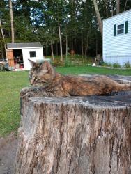 Lost Female Cat last seen Stanwood Drive, Nashua, NH 03063