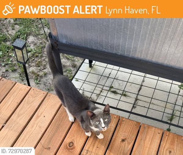 Rehomed Male Cat last seen Jenks & Bradford , Lynn Haven, FL 32444