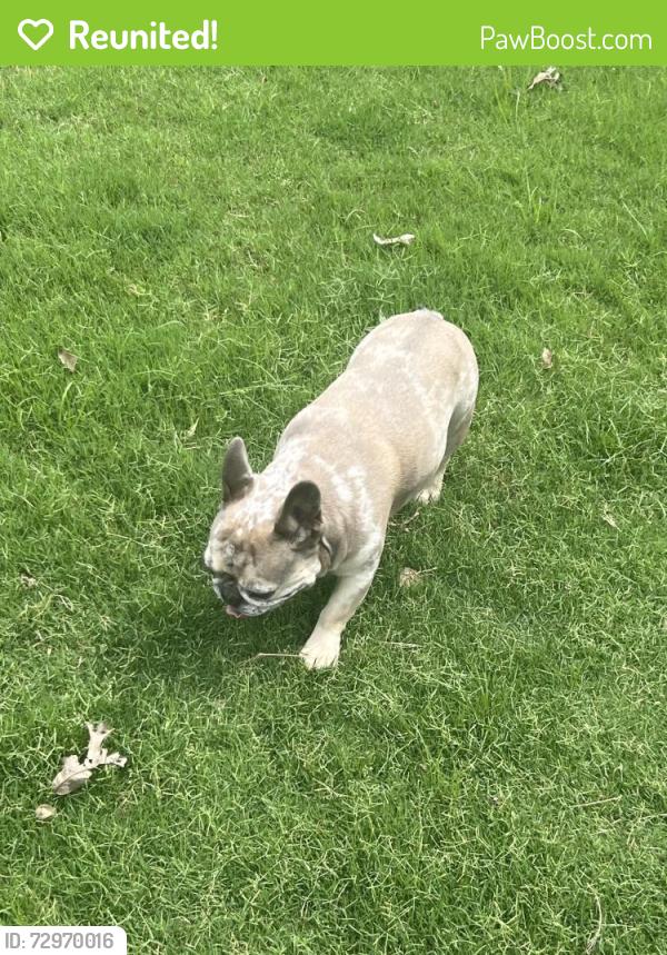 Reunited Unknown Dog last seen Ridgeway Heights near Forest Ridge, Broken Arrow, OK 74014