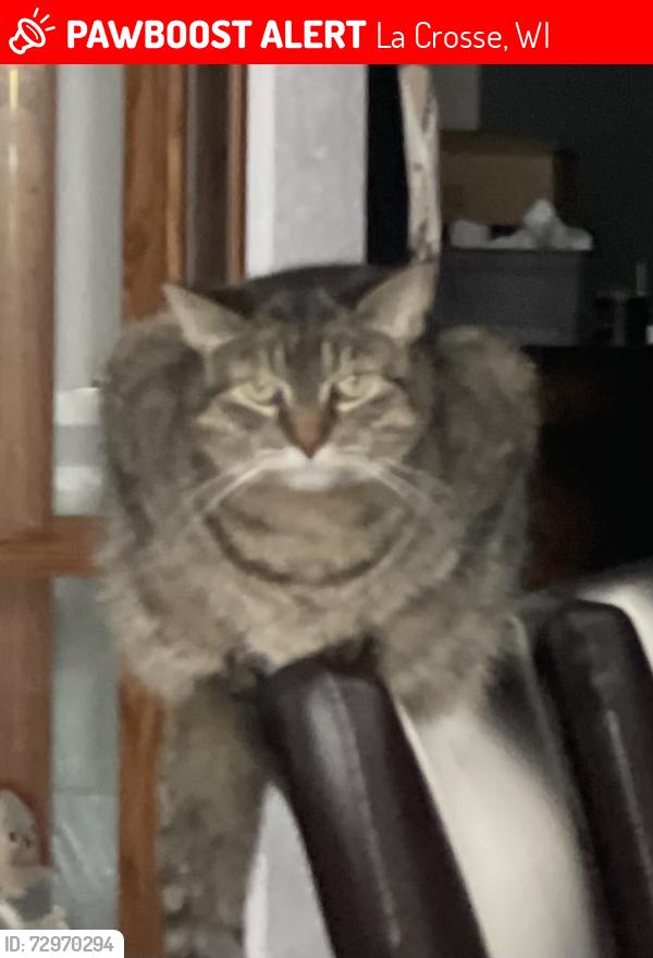 Lost Female Cat last seen Cat Gut Marina, La Crosse, WI 54603