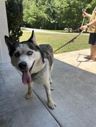 Found/Stray Female Dog last seen Register and lava, Forest Oaks, NC 27406