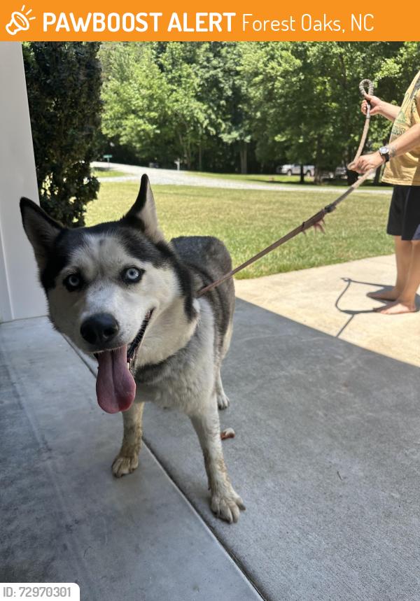 Found/Stray Female Dog last seen Register and lava, Forest Oaks, NC 27406
