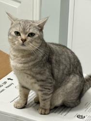 Lost Male Cat last seen Bd Pincourt, Pincourt, QC J7W 5L5