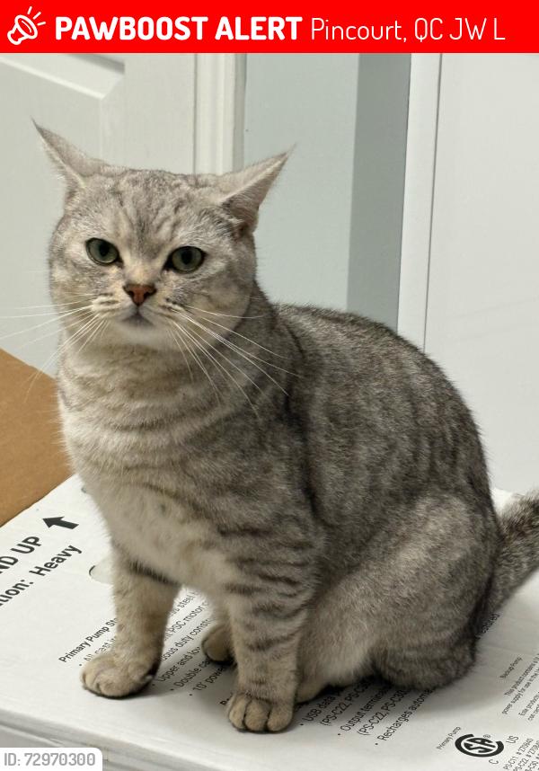 Lost Male Cat last seen Bd Pincourt, Pincourt, QC J7W 5L5