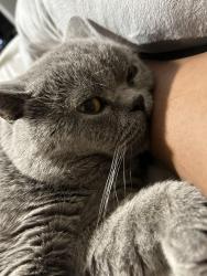 Lost Male Cat last seen Smith and Robertson, Mount Clemens, MI 48043