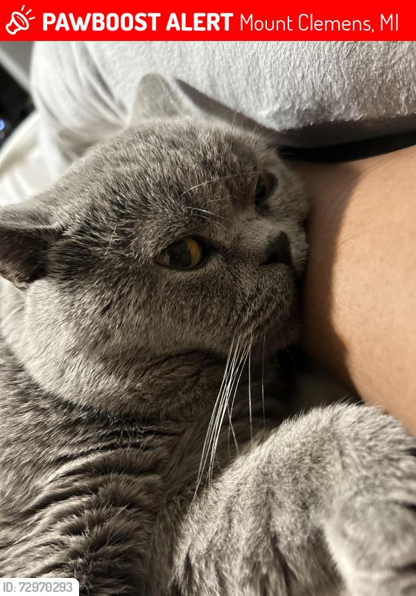 Lost Male Cat last seen Smith and Robertson, Mount Clemens, MI 48043