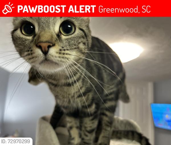 Lost Female Cat last seen ord pines , Greenwood, SC 29649