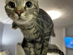 Lost Female Cat last seen ord pines , Greenwood, SC 29649