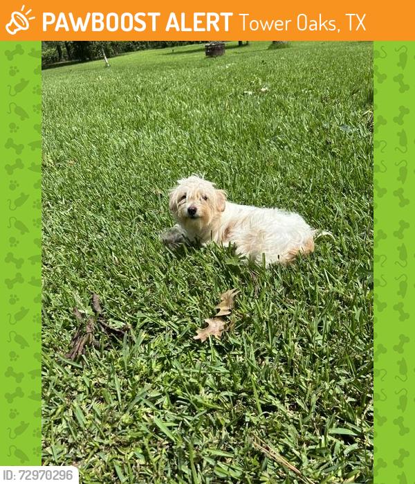 Found/Stray Female Dog last seen Bexhill & Glenora, Tower Oaks, TX 77065