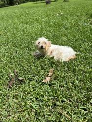 Found/Stray Female Dog last seen Bexhill & Glenora, Tower Oaks, TX 77065