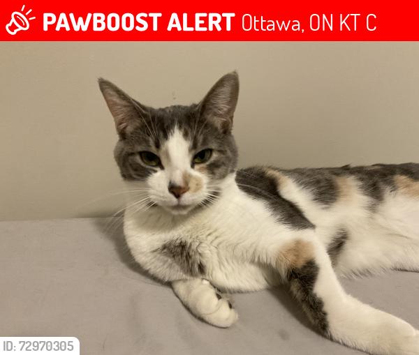 Lost Female Cat last seen Huntsville dr, Ottawa, ON K2T 0C7