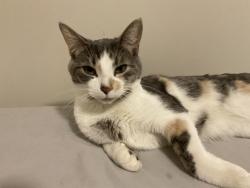 Lost Female Cat last seen Huntsville dr, Ottawa, ON K2T 0C7