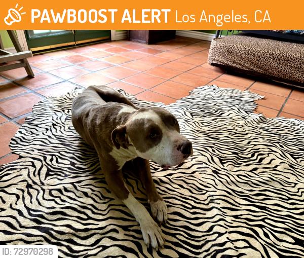Found/Stray Male Dog last seen Allagheny Street in Sun Valley, Los Angeles, CA 91352